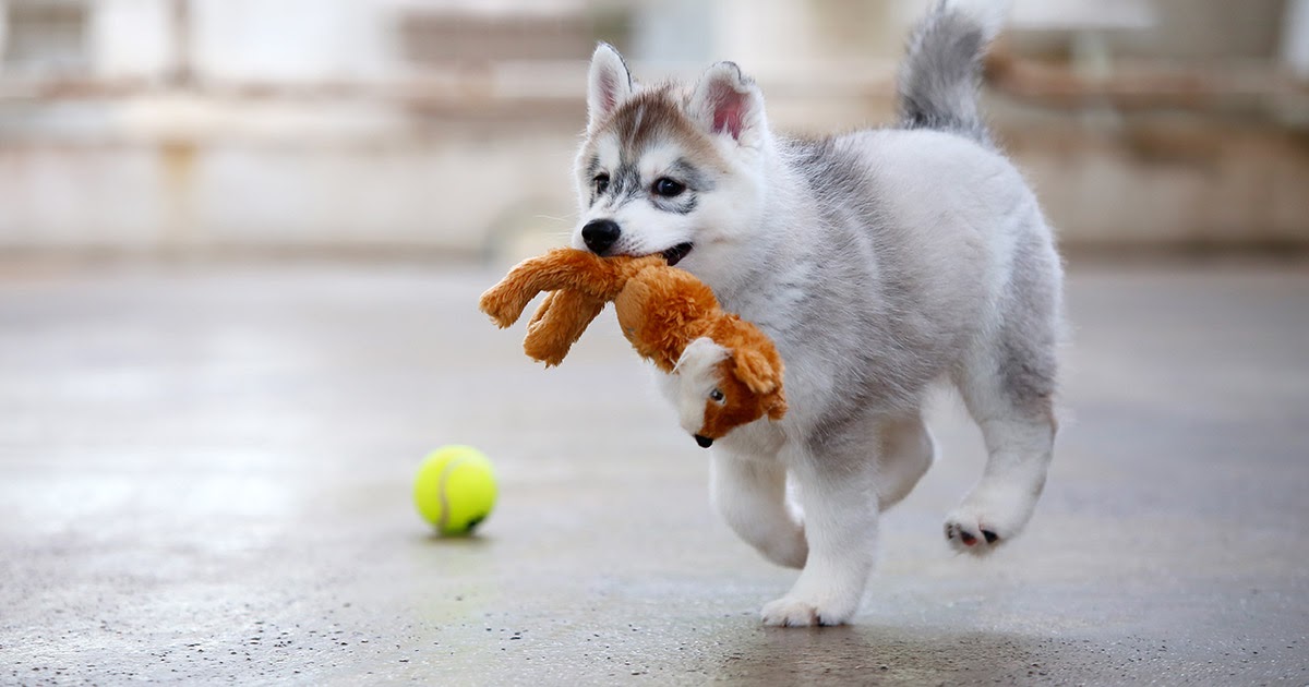 Are Puppy Tantrums Normal